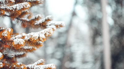 浅焦点摄影的秋天树覆盖着雪
